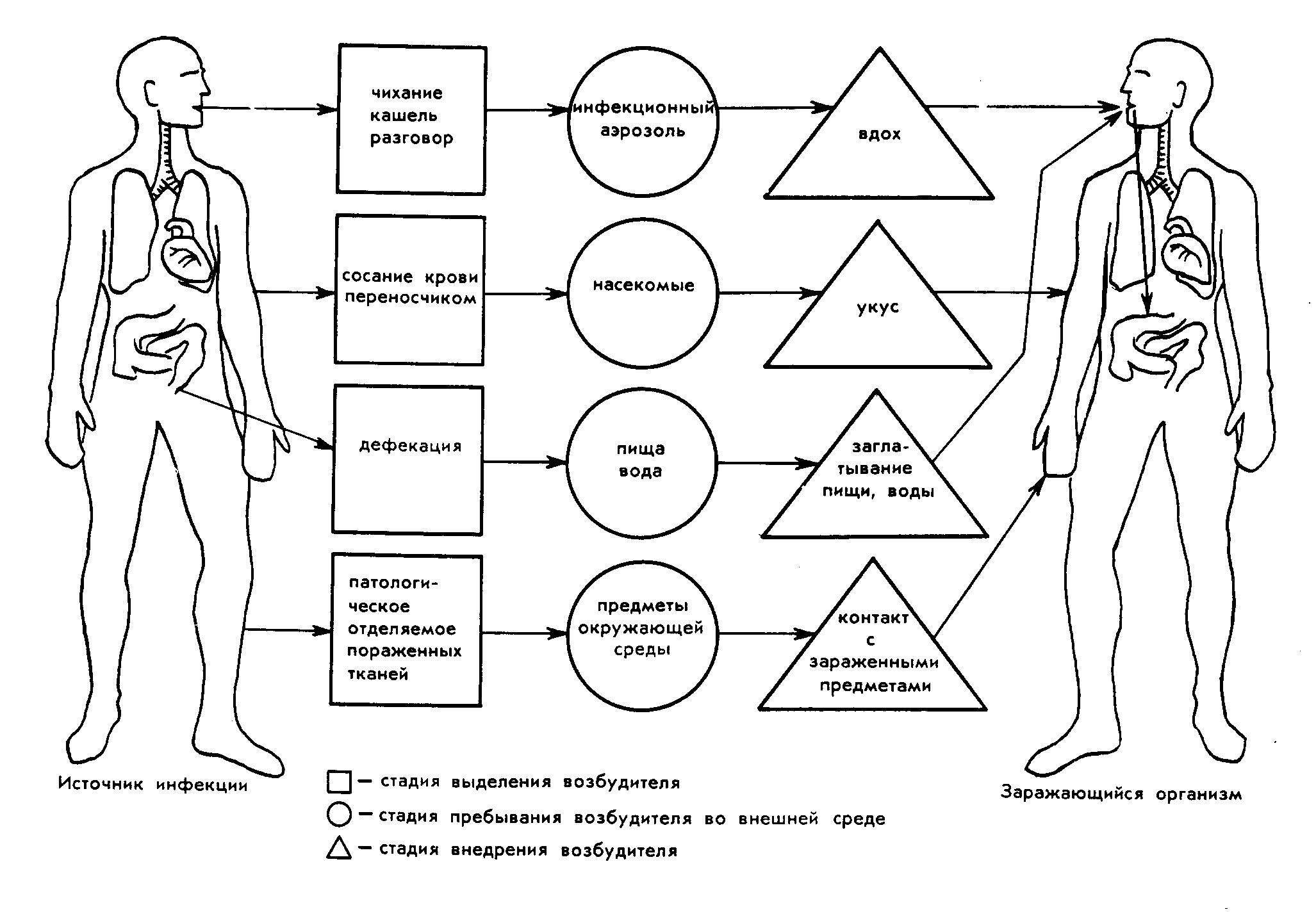 Схема цепочки инфекционного процесса